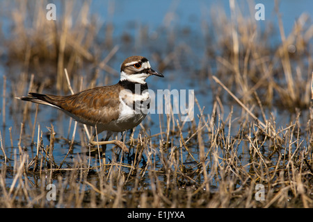 Killdeer - Camp Lula Sams - Brownsville, Texas USA Stockfoto