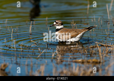 Killdeer - Camp Lula Sams - Brownsville, Texas USA Stockfoto