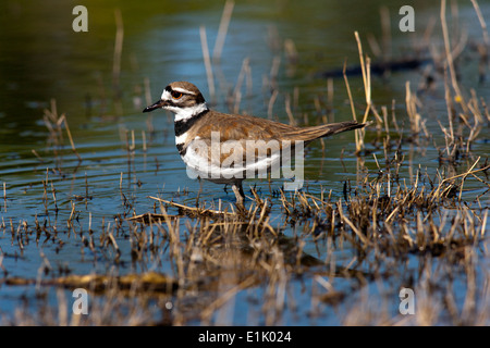 Killdeer - Camp Lula Sams - Brownsville, Texas USA Stockfoto