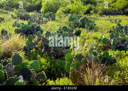 Kaktus Landschaft - Camp Lula Sams - Brownsville, Texas USA Stockfoto