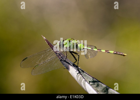 Östliche Pondhawk Dragonfly - Camp Lula Sams - Brownsville, Texas USA Stockfoto