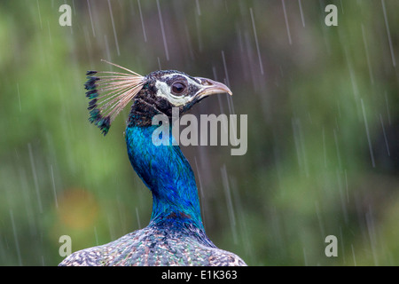 Einen männlichen Pfau oder Indischen Pfauen im Regen, Ansicht schließen, in Yala National Park, Sri Lanka Asien Stockfoto