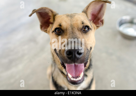 Eine deutsche Sheppard wartet etwas in seine Schale mit Spannung. Stockfoto