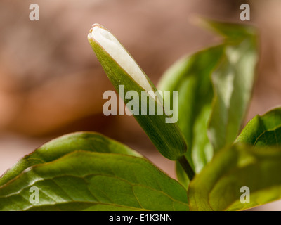 Weißes Trillium Knospe. Die weiße Blume des Wald weiß Trillium kurz vor Eröffnung in seiner legendären 3 petaled Anordnung. Stockfoto