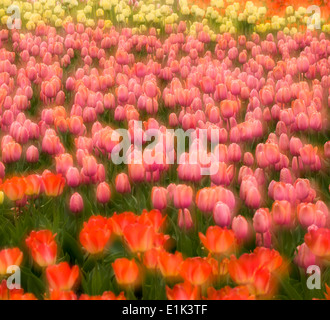 Leuchtende Tulpen Bett. Bunte Tulpen füllen ein Blumenbeet auf dem Canadian Tulip Festival. Orton Stockfoto