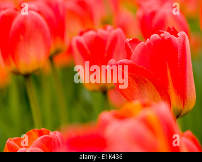 Rote Tulpen auf dem Tulip Festival. Ein Feld der rote und gelbe Tulpen begeistern die Besucher auf das jährliche Tulpenfest in Ottawa. Stockfoto