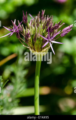 Allium Cristophii AGM, auch bekannt als Stern von Persien Stockfoto