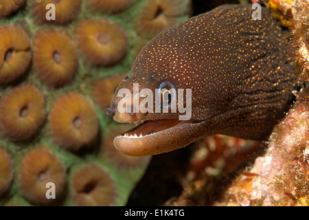 Karibik, Antillen, Curacao, Westpunt, Goldentail Muräne Gymnothorax miliaris Stockfoto