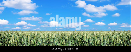 Weizenfeld Kansas USA. Stockfoto
