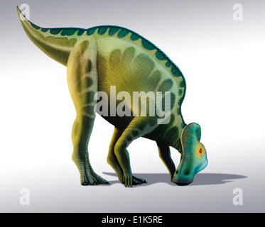 Corythosaurus ist eine Gattung der Lagena (dh 'Ente-billed') Dinosaurier Planet Esser, die im heutigen Nordamerika lebten Stockfoto