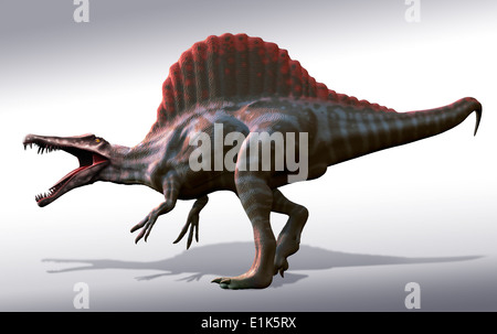 Spinosaurus (Bedeutung "Wirbelsäule Eidechse") war wohl die größten bekannten fleischfressenden Dinosaurier war es länger sogar als Tyrannosaurus Stockfoto