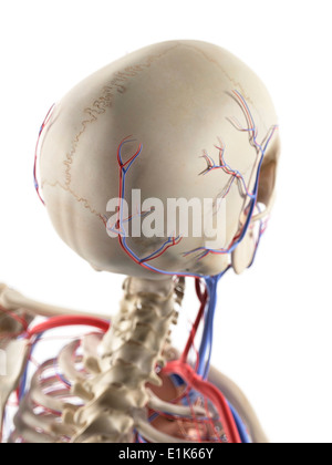 Menschlichen Blutgefäße im Kopf und Nacken Computer Artwork. Stockfoto