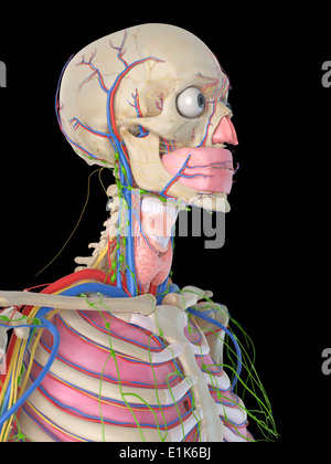 Menschlichen Kopf und den Blutgefäßen Computer Artwork. Stockfoto
