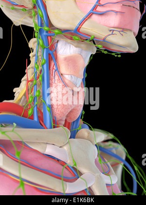 Menschlichen Hals und Rachen Computer Artwork. Stockfoto