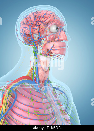 Menschlichen Kopf und den Blutgefäßen Computer Artwork. Stockfoto