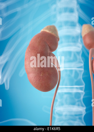 Menschliche Niere und Nebenniere Computer Artwork. Stockfoto