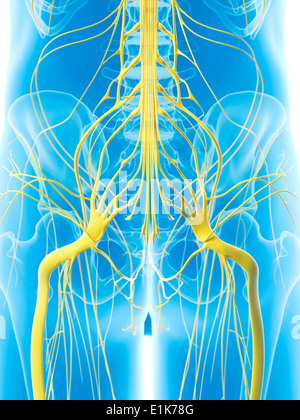 Menschlichen hip Nerven Computer Artwork. Stockfoto