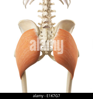 Menschlichen Gluteus Maximus Muskel Computer Artwork. Stockfoto