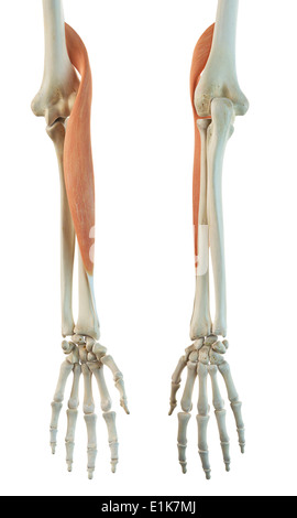 Menschlichen Brachioradialis Muskel Computer Artwork. Stockfoto