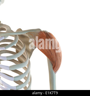 Der Musculus deltoideus Computer Artwork. Stockfoto