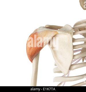 Der Musculus deltoideus Computer Artwork. Stockfoto