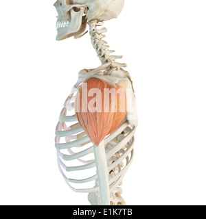 Der Musculus deltoideus Computer Artwork. Stockfoto