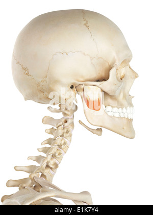 Menschlichen Masseter tiefe Muskel Computer Artwork. Stockfoto