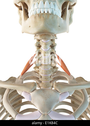 Menschliche Scalenus anterior Muskeln Computer Artwork. Stockfoto