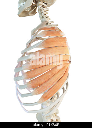 Menschlichen Serratus anterior Muskeln Computer Artwork. Stockfoto