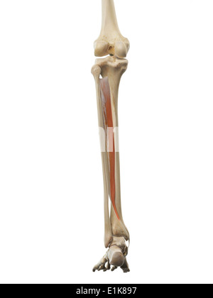 Menschlichen Tibialis posterior Muskel Computer Artwork. Stockfoto