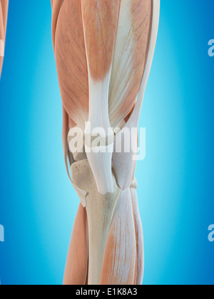 Menschlichen Knie Anatomie Computer Artwork. Stockfoto