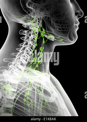 Menschliche Lymphknoten im Hals Computer Artwork. Stockfoto