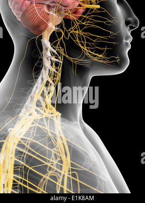 Menschlichen Nerven in der Hals-Computer-Grafik. Stockfoto