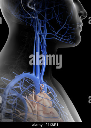 Menschlichen Adern in der Hals-Computer-Grafik. Stockfoto