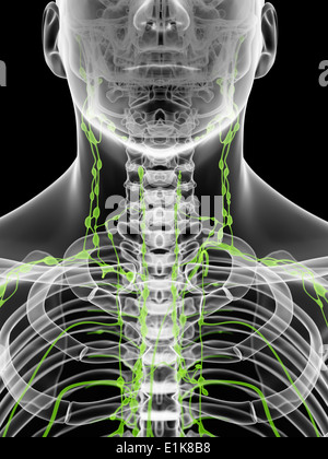 Menschliche Lymphknoten im Hals Computer Artwork. Stockfoto