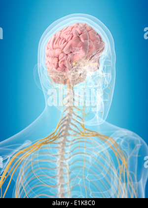 Menschlichen Gehirns und der Nerven Computer Grafik Stockfoto