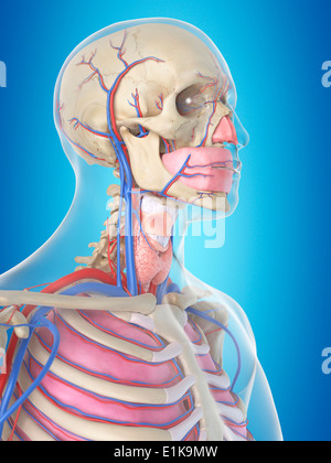 Menschlichen Blutgefäße im Kopf Computer Artwork. Stockfoto