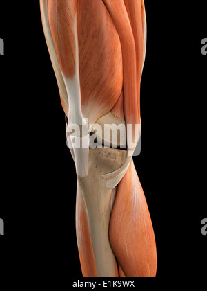 Menschlichen Knie Anatomie Computer Artwork. Stockfoto