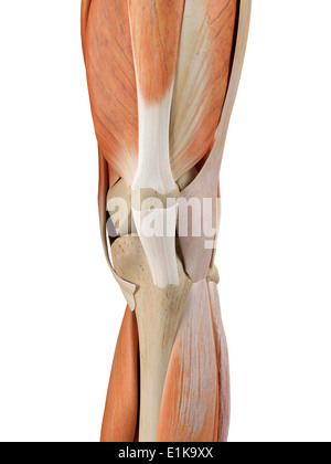 Menschlichen Knie Anatomie Computer Artwork. Stockfoto