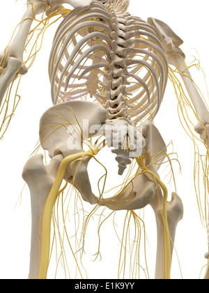 Menschliche Knochen und Nerven des Thorax Computer Kunstwerks. Stockfoto