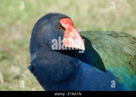 Takahe, flugunfähigen Vogel, Mana Island, Wellington, Neuseeland Stockfoto