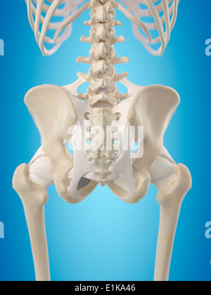 Menschlichen hip sehnen Computer Artwork. Stockfoto