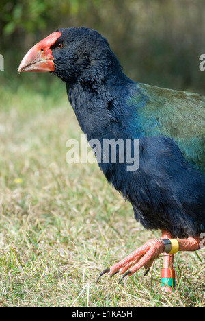 Takahe, flugunfähigen Vogel, Mana Island, Wellington, Neuseeland Stockfoto