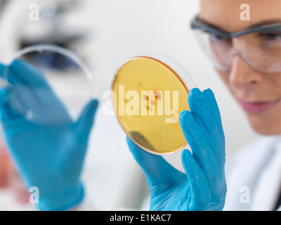 Die Wissenschaftlerin hält Petrischale mit biologischen Kulturen. Stockfoto