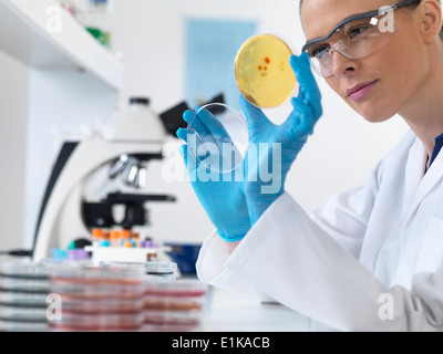 Die Wissenschaftlerin hält Petrischale mit biologischen Kulturen. Stockfoto