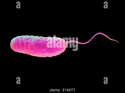 Cholera-Bakterium (Vibrio Cholerae) Computer Artwork. Stockfoto