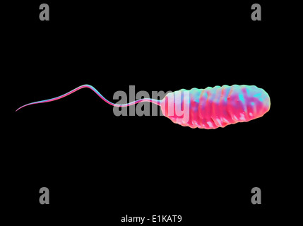 Cholera-Bakterium (Vibrio Cholerae) Computer Artwork. Stockfoto