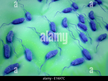 Cholera-Bakterien (Vibrio Cholerae)-Computer-Grafiken. Stockfoto