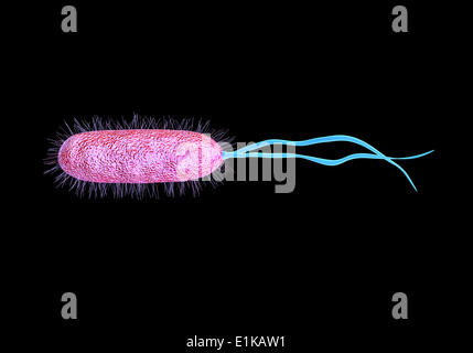 Helicobacter Pylori Bakterium Computer Artwork. Stockfoto