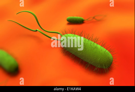 Helicobacter Pylori Bakterien Computer Artwork. Stockfoto